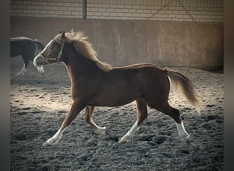 Welsh-C, Stute, 1 Jahr, 135 cm, Fuchs