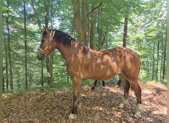 Welsh-C, Stute, 1 Jahr, 143 cm, Brauner