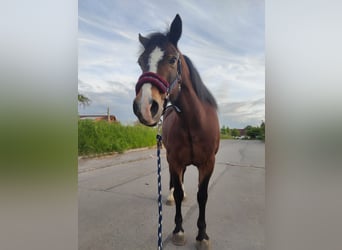 Welsh-C, Stute, 20 Jahre, 140 cm