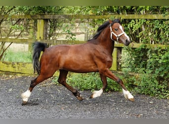 Welsh-C, Stute, 2 Jahre, 133 cm, Brauner