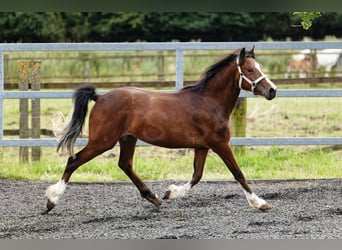 Welsh-C, Stute, 2 Jahre, 133 cm, Brauner