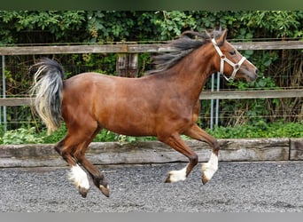 Welsh-C, Stute, 2 Jahre, 133 cm, Brauner