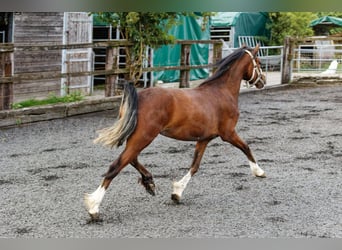 Welsh-C, Stute, 2 Jahre, 133 cm, Brauner