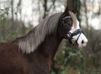 Welsh-C, Stute, 2 Jahre, 134 cm, Fuchs