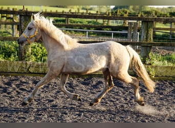 Welsh-C, Stute, 2 Jahre, 135 cm, Palomino