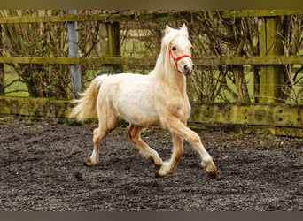 Welsh-C, Stute, 2 Jahre, 135 cm, Palomino