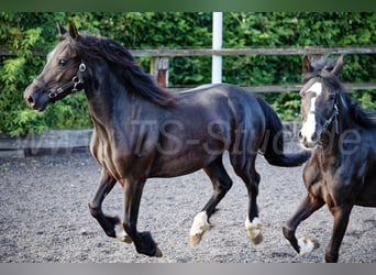 Welsh-C, Stute, 2 Jahre, 139 cm, Rappe
