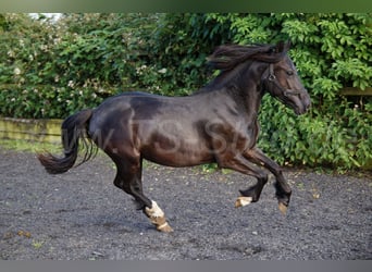 Welsh-C, Stute, 2 Jahre, 139 cm, Rappe