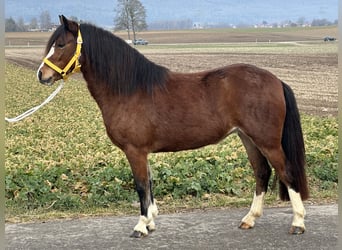 Welsh-C, Stute, 3 Jahre, 122 cm, Brauner