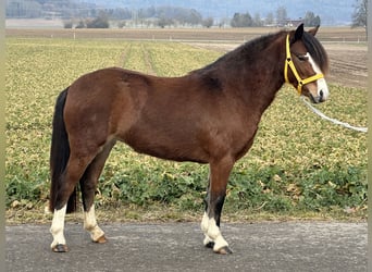 Welsh-C, Stute, 3 Jahre, 122 cm, Brauner