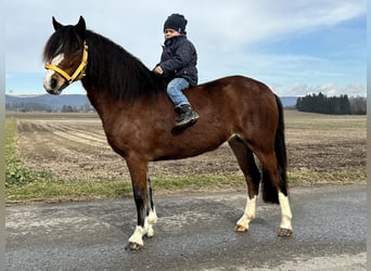 Welsh-C, Stute, 3 Jahre, 122 cm, Brauner