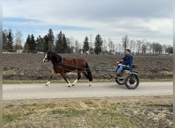 Welsh-C, Stute, 3 Jahre, 122 cm, Brauner