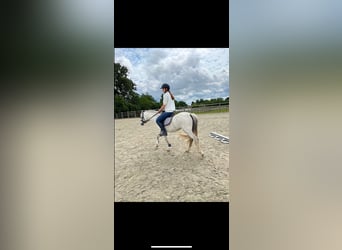 Welsh-C, Stute, 3 Jahre, 133 cm, Schimmel