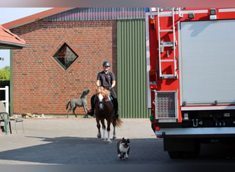 Welsh-C, Stute, 3 Jahre, 140 cm, Fuchs