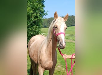 Welsh-C, Stute, 3 Jahre, 140 cm, Palomino
