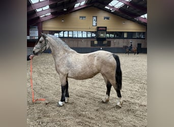 Welsh-C, Stute, 4 Jahre, 130 cm, Falbe