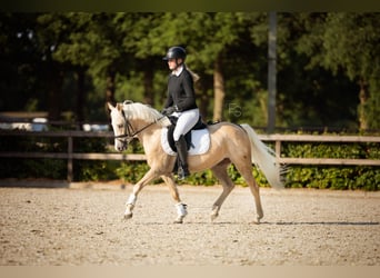 Welsh-C, Stute, 4 Jahre, 131 cm, Palomino