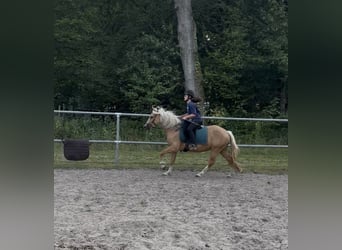 Welsh-C, Stute, 4 Jahre, 131 cm, Palomino