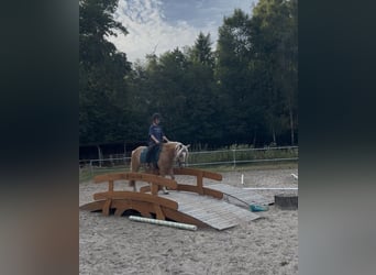 Welsh-C, Stute, 4 Jahre, 131 cm, Palomino