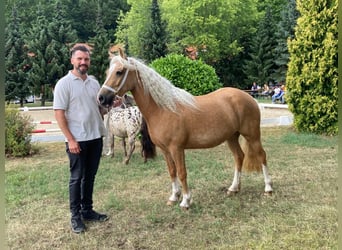 Welsh-C, Stute, 4 Jahre, 131 cm, Palomino