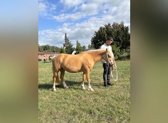 Welsh-C, Stute, 4 Jahre, 131 cm, Palomino