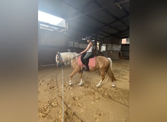 Welsh-C, Stute, 4 Jahre, 131 cm, Palomino