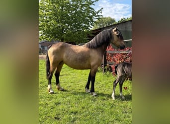 Welsh-C, Stute, 4 Jahre, 132 cm, Falbe