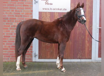 Welsh-C, Stute, 4 Jahre, 145 cm, Dunkelfuchs