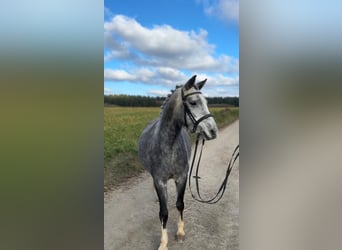 Welsh-C, Stute, 5 Jahre, 135 cm, Schimmel