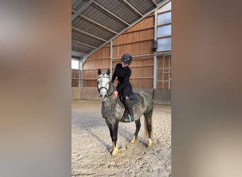 Welsh-C, Stute, 5 Jahre, 135 cm, Schimmel