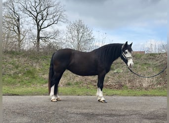 Welsh-C, Stute, 5 Jahre, 144 cm, Rappe