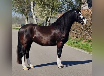 Welsh-C, Stute, 5 Jahre, 146 cm, Rappe