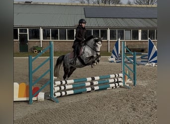 Welsh-C, Stute, 6 Jahre, 132 cm, Schimmel