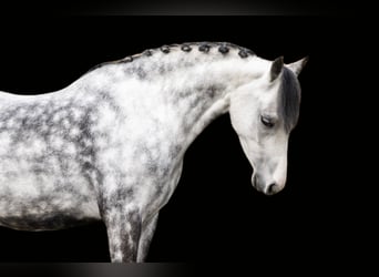 Welsh-C, Stute, 6 Jahre, 132 cm, Schimmel