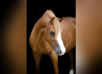 Welsh-C Mix, Stute, 6 Jahre, 135 cm, Fuchs