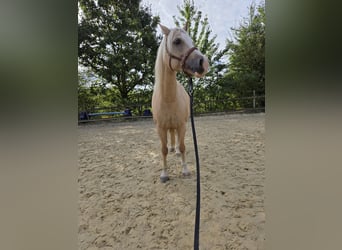 Welsh-C, Stute, 6 Jahre, 140 cm, Palomino