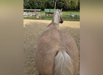Welsh-C, Stute, 6 Jahre, 140 cm, Palomino