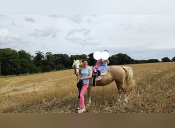 Welsh-C, Stute, 6 Jahre, 140 cm, Palomino