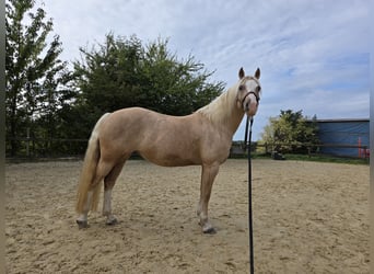 Welsh-C, Stute, 6 Jahre, 140 cm, Palomino