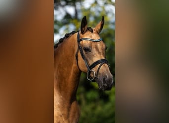 Welsh-C, Stute, 6 Jahre, 146 cm, Falbe