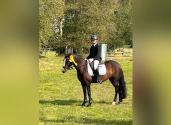 Welsh-C, Stute, 7 Jahre, 129 cm, Dunkelbrauner