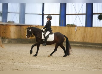 Welsh-C, Stute, 7 Jahre, 129 cm, Dunkelbrauner