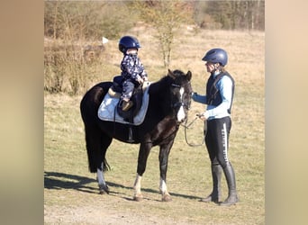 Welsh-C, Stute, 7 Jahre, 131 cm, Rappe