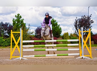 Welsh-C, Stute, 8 Jahre, 135 cm, Apfelschimmel