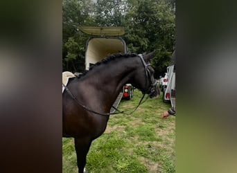 Welsh-C, Stute, 8 Jahre, 136 cm, Rappe