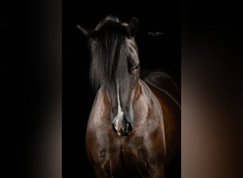 Welsh-C, Stute, 8 Jahre, 136 cm, Rappe