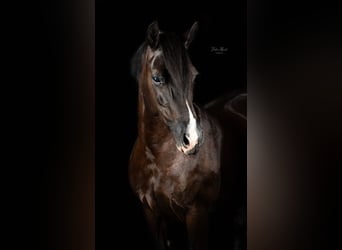Welsh-C, Stute, 8 Jahre, 136 cm, Rappe