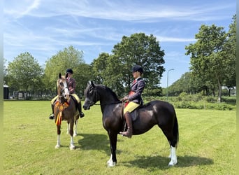 Welsh-C, Stute, 8 Jahre, 136 cm, Rappe