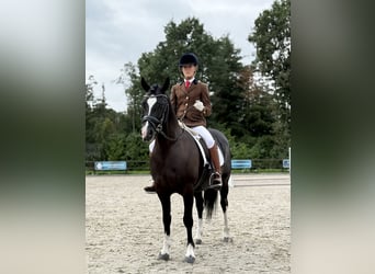 Welsh-C, Stute, 8 Jahre, 136 cm, Rappe
