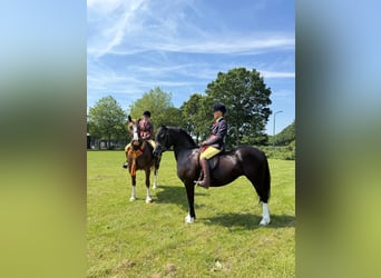Welsh-C, Stute, 8 Jahre, 136 cm, Rappe